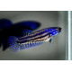 Betta Alien Femelle Blue