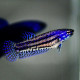 Betta Alien Femelle Blue