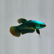 Betta Alien Femelle Green