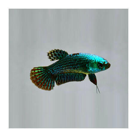 Betta Alien Femelle Green