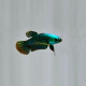 Betta Alien Femelle Green