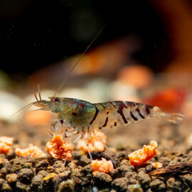 Crevette Caridina sp. Cantonensis Black Tiger