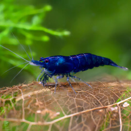 Crevette Neocaridina heteropoda Blue Velvet - Dream SELECTION AA