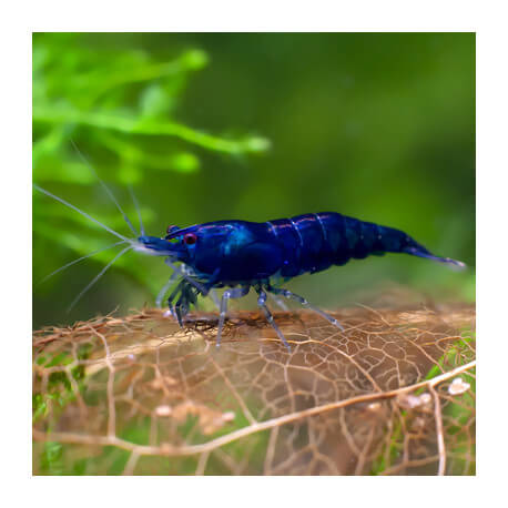 Crevette Neocaridinia heteropoda Blue Velvet - Dream