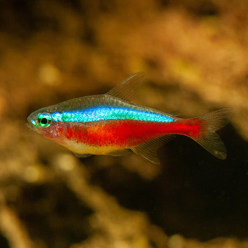 Tetra Cardinalis Paracheirodon axelrodi banc aquarium plant&eacute;