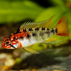 Apistogramma Macmasteri Red Mask  LE COUPLE - Elevage Européen