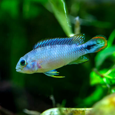 Apistogramma Pandurini M-L LE COUPLE - Elevage Européen