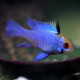 Mikrogeophagus ramirezi Blue Electric XL LE COUPLE - Elevage Européen