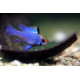 Mikrogeophagus ramirezi Blue Electric XL LE COUPLE - Elevage Européen