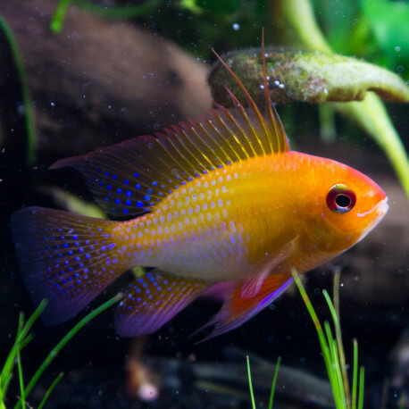 Mikrogeophagus ramirezi Gold XL LE COUPLE - Elevage Européen