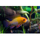 Mikrogeophagus ramirezi Gold XL LE COUPLE - Elevage Européen