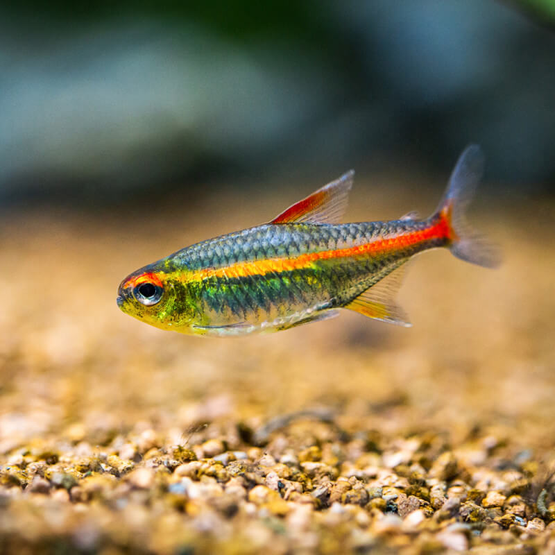 Cardinalis, néon rose Qui sont les poissons tétras ?