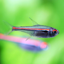 Hyphessobrycon amapaensis