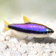 Inpaichthys kerri L - Tetra Royal