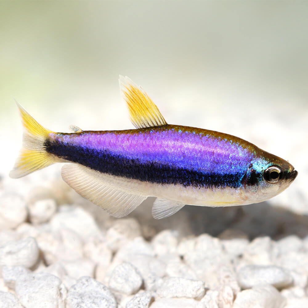 Tetra Royal Inpaichthys kerri bleu aquarium plant&eacute;