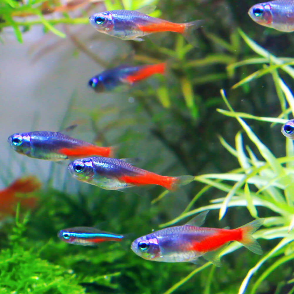 N&eacute;on Diamant Paracheirodon innesi brillant aquarium