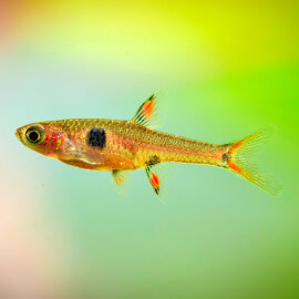 Boraras sp - Rasbora Merah (Elevage semi-sauvage - Indonésie)