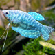 Trichogaster Trichopterus - Gourami Cosby M-L