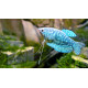 Trichogaster Trichopterus - Gourami Cosby M-L