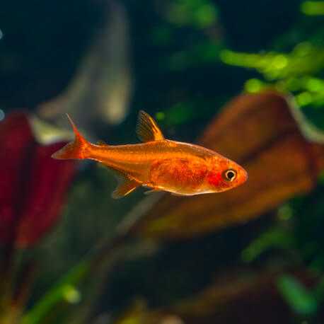 Hyphessobrycon amandae - Tetra Amande