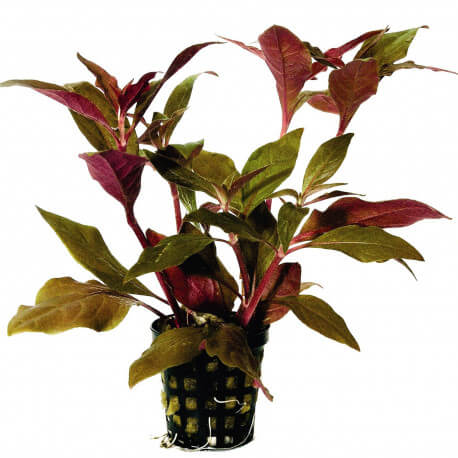 Alternanthera cardinalis