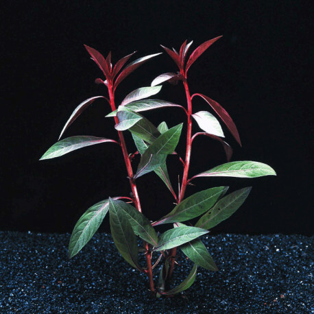ludwigia peruviana