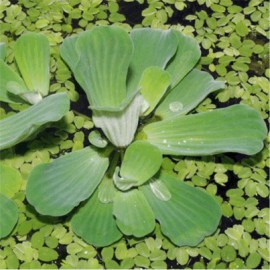 Pistia Stratiotes Lot de 10