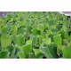 Pistia Stratiotes Lot de 10 - Plante Flottante pour bassin