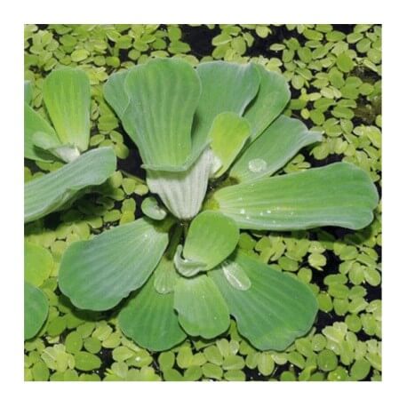 Pistia Stratiotes Lot de 50 - Plante Flottante pour Bassin
