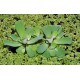 Pistia Stratiotes Lot de 50 - Plante Flottante pour Bassin