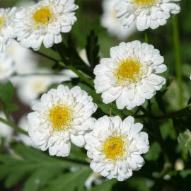 Achillia ptarmica - Achillée sternutatoire POT DE 9cm