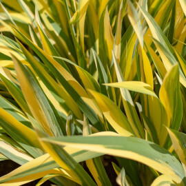 Acorus calamus 'Ogon' - Acore Ogon POT DE 9cm