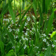 Alisma lanceolata - Plantain d'eau POT DE 9cm