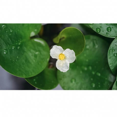 Alisma parviflora - Plantain parviflora POT DE 9cm