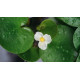 Alisma parviflora - Plantain parviflora POT DE 9cm