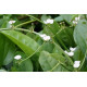 Alisma plantago-aquatica - Plantain plantago POT DE 9cm