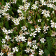 Anemopsis californica - Anemopsis de Californie POT DE 9cm
