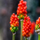 Arum italicum - Arum d'Italie POT DE 9cm