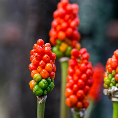 Arum italicum - Arum d'Italie POT DE 9cm