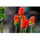 Arum italicum - Arum d'Italie POT DE 9cm