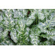 Arum italicum - Arum d'Italie POT DE 9cm