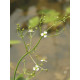 Baldellia ranunculoides - alisma fausse-renoncule POT DE 9cm