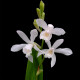 Bletilla striata Alba - Orchidée jacinthe blanche POT DE 9cm