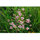 Butomus umballatus - Jonc fleuri POT DE 9cm