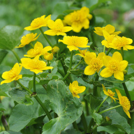 Caltha palustris - Populage des marais POT DE 9cm