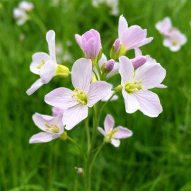 Cardamine pratensis - Cresson des près POT DE 9cm