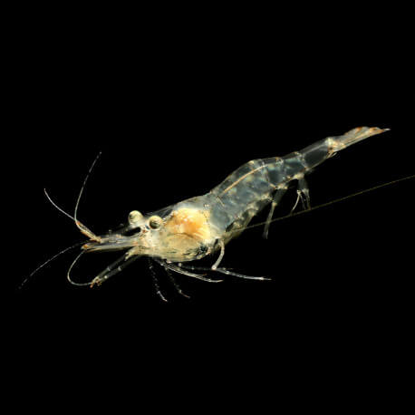 Crevettes Nourriture vivante 180ML (Palaemonetes sp) - Nourriture vivante pour aquarium