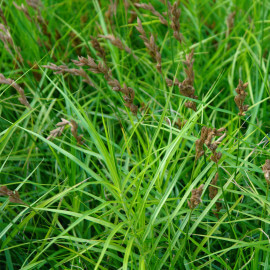 Carex muskingumensis - Laîche palmée POT DE 9cm