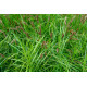 Carex muskingumensis - Laîche palmée POT DE 9cm