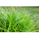 Carex muskingumensis - Laîche palmée POT DE 9cm